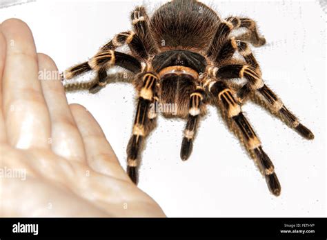 schwarze dicke spinne|spinnen größen.